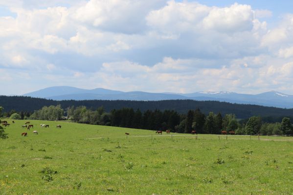 Jívka, 1.6.2019
Janovice - Záboř, pastviny.
Keywords: Jívka Janovice Záboř pastvina