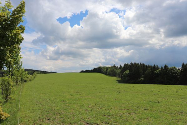 Jívka, 1.6.2019
Janovice - Záboř, pastviny.
Mots-clés: Jívka Janovice Záboř pastvina
