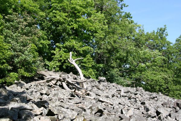 Kamýk, vrch Plešivec, 6.6.2010
Na okrajích suťových polí u vrcholu kopce rostou mohutné kmeny lip a dubů.
Klíčová slova: Kymýk Plešivec Dicronychus cinereus Cardiophorus nigerrimus Pheletes aeneoniger