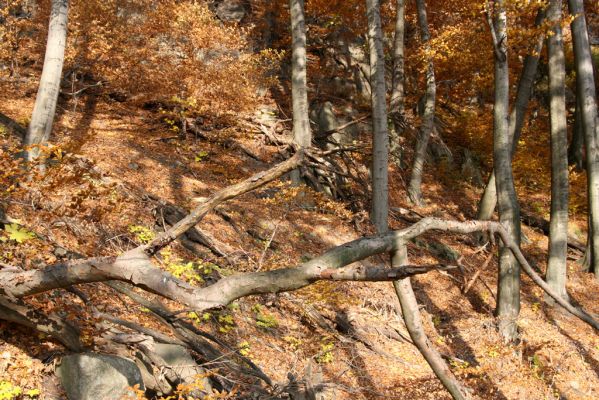 Fintice, vrch Stráž, 2.11.2011
Podzim v suťovém lese na západním svahu Stráže.



Schlüsselwörter: Fintice Stráž Crepidophorus mutilatus