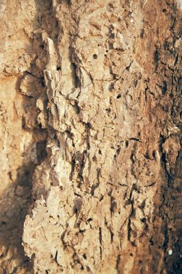 Kladruby nad Labem, 21.11.2003
Trouchnivé dřevo na stěnách dutiny lípy s požerky Valgus hemipterus.
Klíčová slova: Kladruby nad Labem Valgus hemipterus
