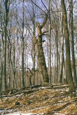 Slanské vrchy, Krčmárka, 9.4.1997
Rezervace Krčmárka. Jeden z posledních dubů. Kdysi zde musel být krásný les...
Schlüsselwörter: Slanské vrchy Krčmárka Ampedus hjorti