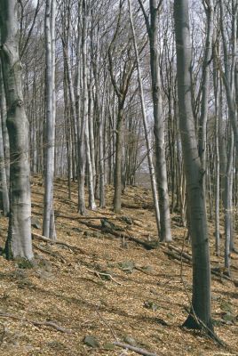 Slanské vrchy, Krčmárka, 9.4.1997
Rezervace Krčmárka. Pokácené duby = výsledek cílené lesnická "péče". Tímto způsobem bylo poškozeno několik cenných slovenských rezervací.
Klíčová slova: Slanské vrchy Krčmárka