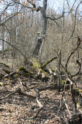 Krupina, 10.4.2015
Zarůstající pastevní les - rozlomený dub.



Keywords: Štiavnické vrchy Krupina Hanišberg – Nová Hora