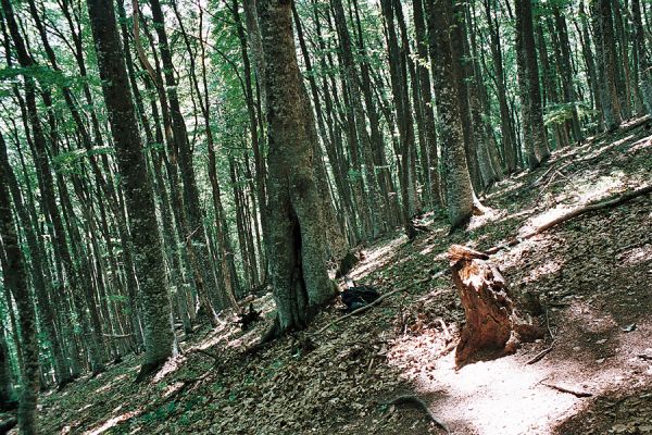 Chatir-Dag, 11.6.2007
Bukové lesy na východních svazích Chatir-Dagu. Biotop kovaříka Procraerus carinifrons.
Klíčová slova: Ukrajina Krym Chatir-Dag Procraerus carinifrons