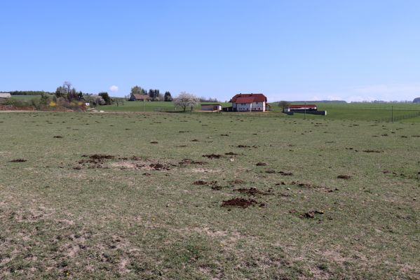 Kunvald, 25.4.2019
Končiny - pastvina.
Klíčová slova: Kunvald Končiny pastvina
