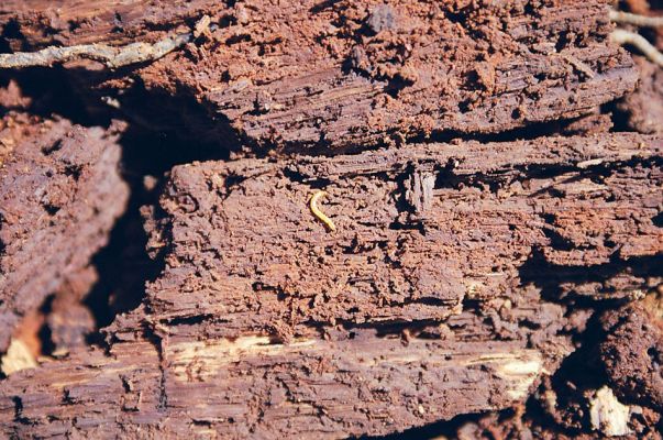 Ladná, 24.3.2003
Larva kovaříka Brachygonus ruficeps ve svém typickém prostředí. 
Klíčová slova: Ladná Brachygonus ruficeps