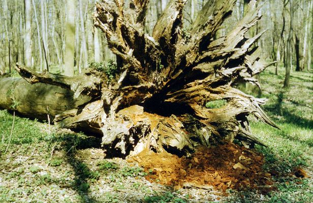 Ladná, 28.10.1988
Padlý dub v lužním lese. Jeho dutina byla osídlena kovaříky Ampedus brunnicornis a Cardiophorus gramineus. 
Mots-clés: Ladná Ampedus brunnicornis Cardiophorus gramineus.