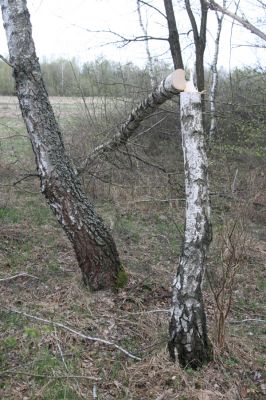 Ladomirov, 20.4.2015
Zarůstající pastevní les na vrchu Veľký Ščob.



Klíčová slova: Ladomirov Veľký Ščob Denticollis borealis