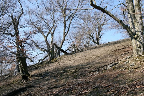 Lánská obora, 31.3.2009
Suťový les s mohutnými buky na vrchu Vlčina. 
Mots-clés: Lánská obora Křivoklátsko Vlčina