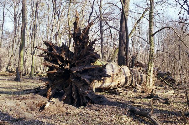 Lednice, 24.3.2003
Padlý dub v lužním lese u cesty od Janohradu k Ladné.
Mots-clés: Lednice