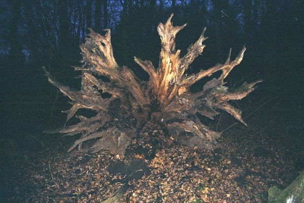Lednice, 3.12.2002
Padlý dub na okraji lesa U Janova Hradu.


Schlüsselwörter: Lednice U Janova Hradu