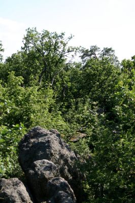 Lelekovice, rezervace Babí lom, 23.5.2009
Skalnatý hřbet mezi vrcholem a rozhlednou.
Klíčová slova: Lelekovice Babí lom