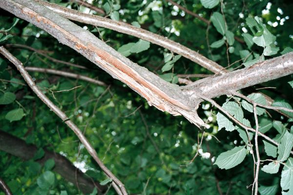 Lobodice, rezervace Zástudánčí, 25.5.2006
Poškozená větev lísky, ze které byla sklepnuta samice Cerophytum elateroides.
Keywords: Lobodice Zástudánčí Cerophytum elateroides