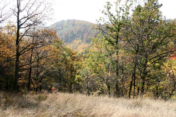 Luboreč, 12.10.2013
Zarůstající lesostep západně od vrcholu Lysce.
 


Schlüsselwörter: Krupinská planina Ostrožky Lysec