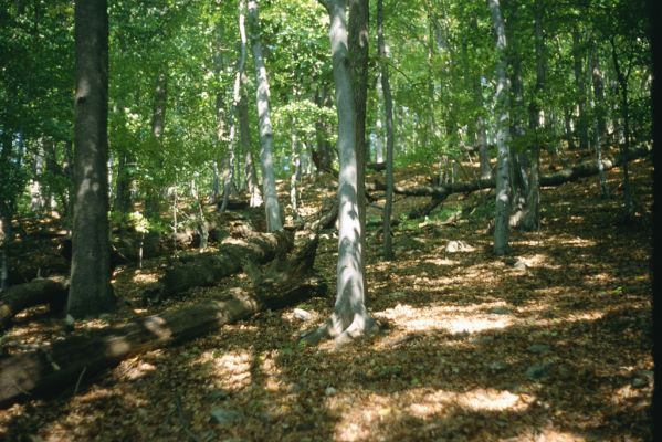 Malá Lodina, 3.10.2001
Suťový les na vrchu Bujanov.


Mots-clés: Malá Lodina vrch Bujanov
