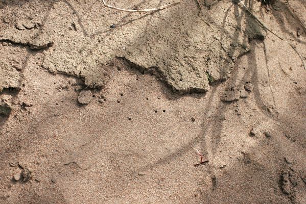 Hrobice, meandr Labe, 6.4.2007
Písčitý náplav na levém břehu. Biotop Rhyssemus germanus a Psammodius asper. Jejich imaga byla nalezena pod slupkou bahnitého náplavu. 
Keywords: Hrobice písčitý břeh Labe Rhyssemus germanus Psammodius asper