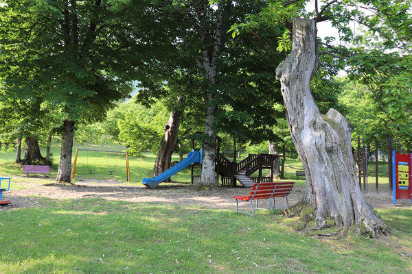 Montecreto, 16.6.2023
Parco del Castangi.
Keywords: Emilia-Romagna Montecreto Parco del Castangi Ampedus cardinalis Brachygonus campadellii
