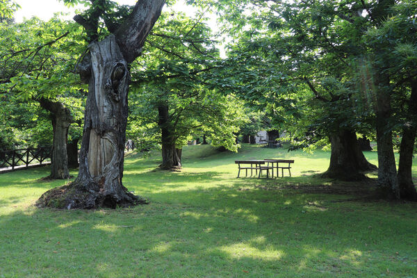 Montecreto, 16.6.2023
Parco del Castangi.
Schlüsselwörter: Emilia-Romagna Montecreto Parco del Castangi Ampedus cardinalis Brachygonus campadellii
