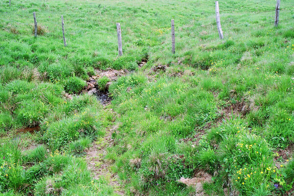 Monts Dore, 5.6.2005
Lac de Guéry. Pastvina nad jezerem - biotop kovaříků Aplotarsus angustulus.
Schlüsselwörter: Puy-de-Dome Monts Dore Lac de Guéry Aplotarsus angustulus