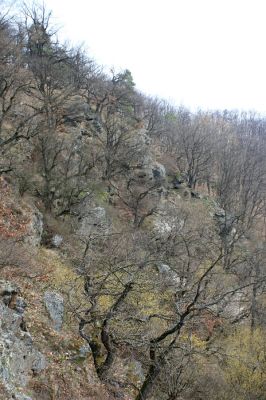 Podmolí - kaňon Dyje, 28.3.2007
Vlčice - les na skaliskách jižního svahu nad kaňonem Dyje. 
Mots-clés: Podmolí Podyjí Vlčice