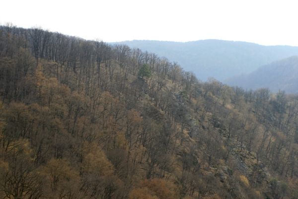 Podmolí - kaňon Dyje, 28.3.2007
Hřbet mezi Žlebským potokem a Dyjí.
Klíčová slova: Podmolí Podyjí
