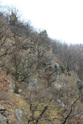 Podmolí - kaňon Dyje, 28.3.2007
Vlčice - les na skaliskách na jižním svahu nad kaňonem Dyje.
Klíčová slova: Podmolí Podyjí Vlčice