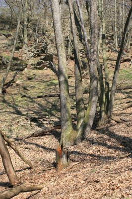 Podmolí - kaňon Dyje, 2.4.2007
Vlhčí suťový les ja jihozápadním svahu Lipiny. Pahýl dubu osídlený kovaříkem Ampedus brunnicornis.
Klíčová slova: Podmolí Podyjí Lipina Ampedus brunnicornis