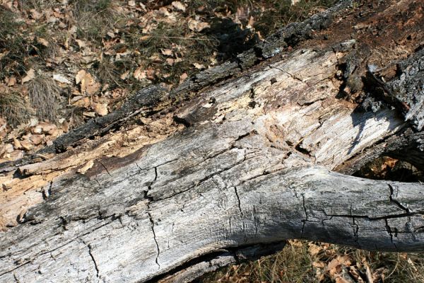 Podmolí - kaňon Dyje, 2.4.2007
Padlý dub na Liščí skále. Biotop kovaříka Ampedus cinnabarinus.
Klíčová slova: Podmolí Podyjí Liščí skála Ampedus cinnabarinus Cardiophorus erichsoni