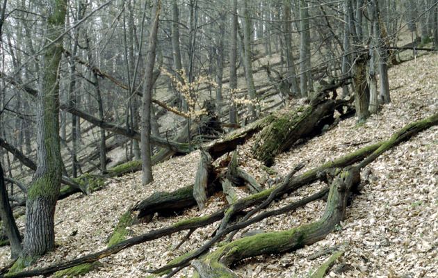 Zvolen, 4.4.2001
Neresnica. Suťový les na jihovýchodním svahu Veľkého vrchu.
Klíčová slova: Zvolen Neresnica Veľký vrch Ampedus praeustus nigerrimus