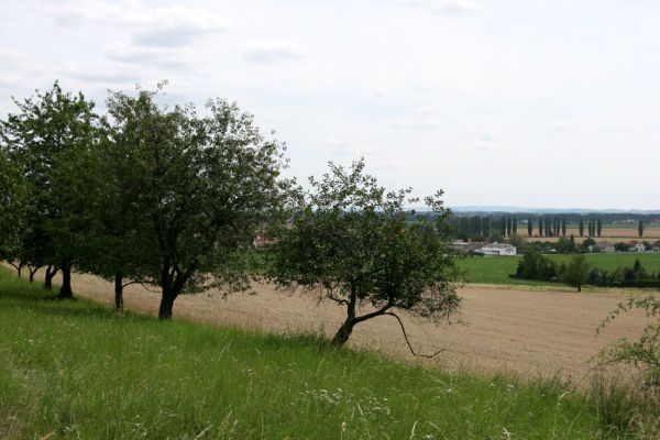 Rožnov - Neznášov, 9.8.2009
Třešňovka na jižním svahu kopce nad obcí Neznášov.
Keywords: Rožnov Neznášov