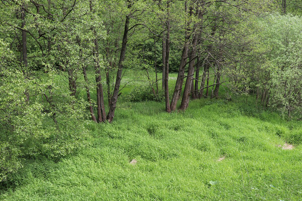 Olešnice v Orlických horách, 5.6.2023
Louky u Olešenky. 
Keywords: Olešnice v Orlických horách Olešenka Aplotarsus incanus