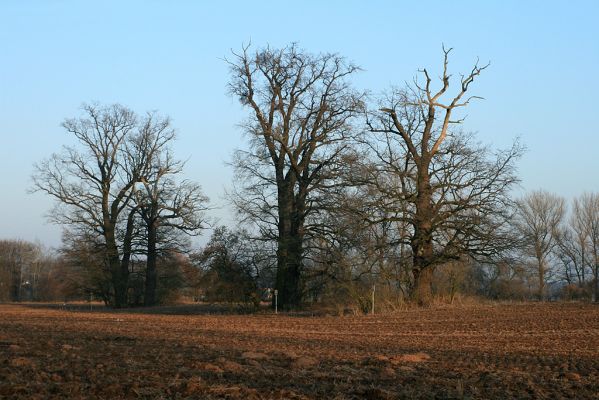 Opatovice-pole u Labe-10.2.2008
Chráněné solitérní duby v polích. Ještě před pár lety je spojovala dlouhá travnatá mez. Někomu překážela.
Klíčová slova: Opatovice pole dub