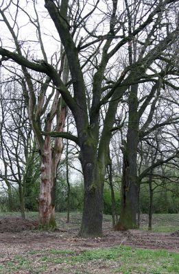 Opatovice nad Labem, Tůň, 10.4.2008
Po odstranění houštin náletových dřevin se objevily mohutné kmeny dubů.
Keywords: Opatovice nad Labem Tůň lužní les