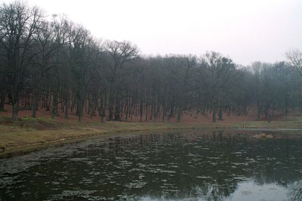 Opočno, 26.3.2005
Rybník u vstupu do obory. Vlevo dochovaný fragment listnatého lesa.
Mots-clés: Opočno obora Lucanus cervus