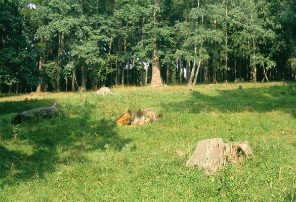 Opočno, červenec 2001
Obora v Opočně. Část lesa, kterému se říkalo "u třista dubů". 
Klíčová slova: Opočno obora Lucanus cervus