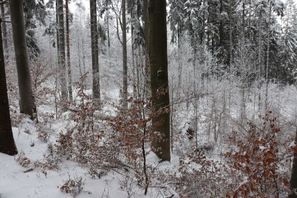 Dobřany, 18.1.2021
Chřiby, zachovalá bučina na severní části hřbetu.
Schlüsselwörter: Orlické hory Dobřany Chřiby bučina
