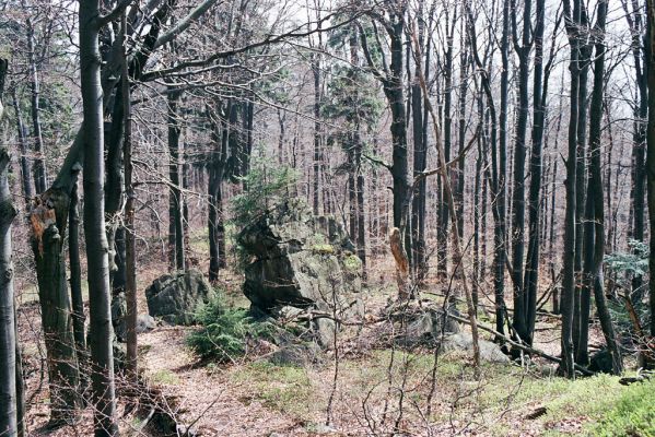 Pec, 29.4.2004
Čerchov - Malý Čerchov. Bukový les na hřbetu.
Klíčová slova: Pec Malý Čerchov