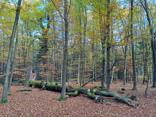 Týniště nad Orlicí, 1.11.2023
Petrovice - duby v lese u hájovny.
Klíčová slova: Týniště nad Orlicí Petrovice obora