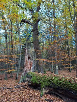 Týniště nad Orlicí, 1.11.2023
Petrovice - duby v lese u hájovny.
Klíčová slova: Týniště nad Orlicí Petrovice obora
