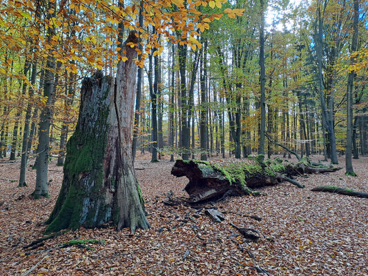 Týniště nad Orlicí, 1.11.2023
Petrovice - rozlomený dub v lese u hájovny.
Keywords: Týniště nad Orlicí Petrovice obora