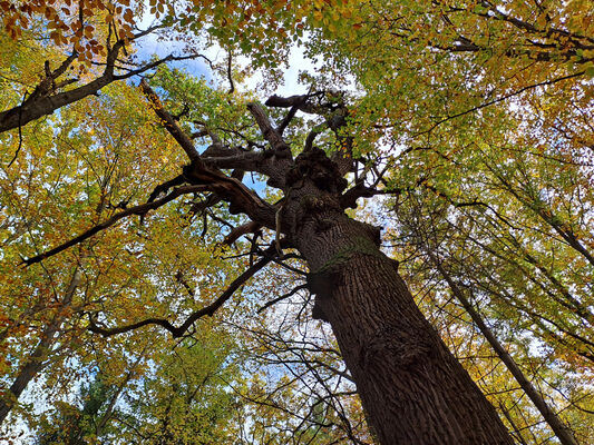 Týniště nad Orlicí, 1.11.2023
Petrovice - dub v lese u hájovny.
Keywords: Týniště nad Orlicí Petrovice obora