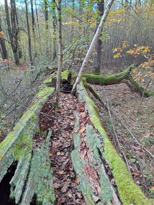 Týniště nad Orlicí, 1.11.2023
Padlý dub v lese U Houkvice.
Klíčová slova: Týniště nad Orlicí obora U Houkvice