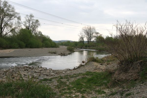 Prosenice - řeka Bečva, 17.4.2009
Rozsáhlé štěrkové náplavy Bečvy východně od Prosenic.
Keywords: Osek nad Bečvou Prosenice Bečva