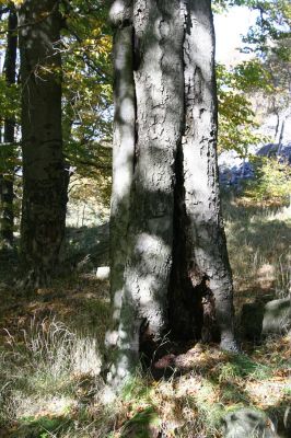 Mimoň, vrch Ralsko, 11.10.2010
Starý les pod suťovým polem na jihozápadním svahu Ralska.



Klíčová slova: Mimoň Ralsko Crepidophorus mutilatus Ischnodes sanguinicollis