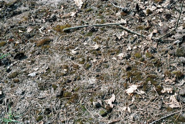 Rokytno, 21.4.2006
Písčitý okraj lesa u rezervace Přesypy u Rokytna. Biotop kovaříka Cardiophorus asellus.
Klíčová slova: Rokytno Přesypy u Rokytna Cardiophorus asellus