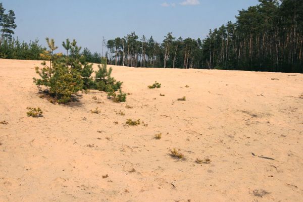 Semín, 8.4.2010
Písečná duna severně od Semína. 
Schlüsselwörter: Semín duna Dicronychus equisetioides