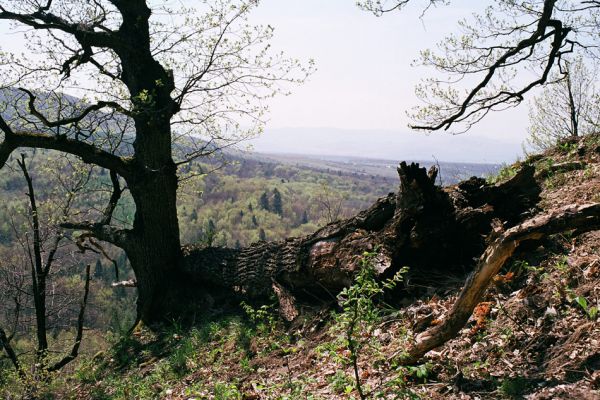 Kokošovce - Sigord, 30.4.2003
Pohled z vrchu Sigord na Košickou kotlinu.
Mots-clés: Slanské vrchy Kokošovce Sigord