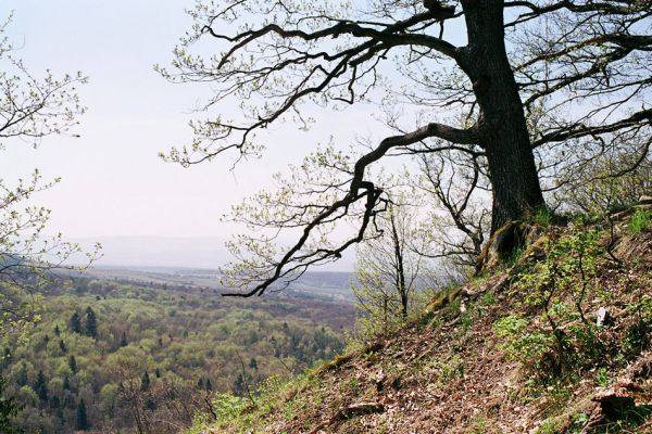 Kokošovce - Sigord, 30.4.2003
Dub na vrchu Sigord. Pohled na Košickou kotlinu.
Schlüsselwörter: Slanské vrchy Kokošovce Sigord