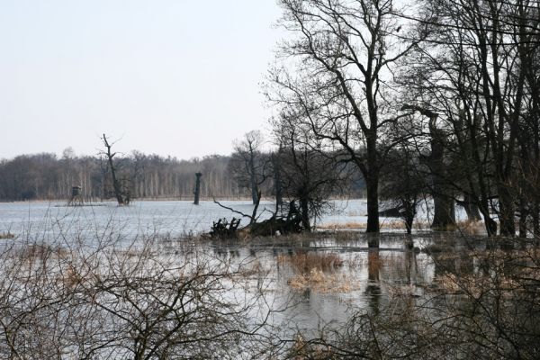 Břeclav - Pohansko, 24.3.2010
Jarní záplava Dyje v lužním lese mezi Pohanskem a Lány.
Keywords: Břeclav Pohansko Lány